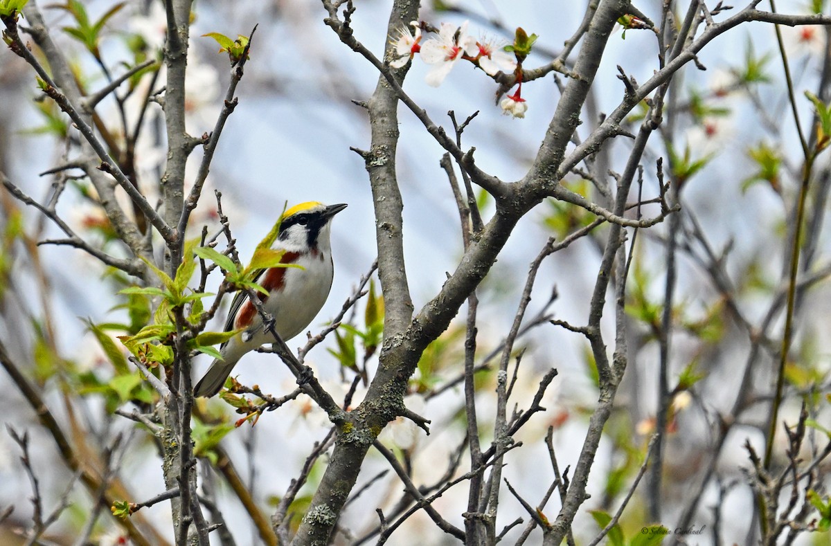 Chestnut-sided Warbler - ML620635753