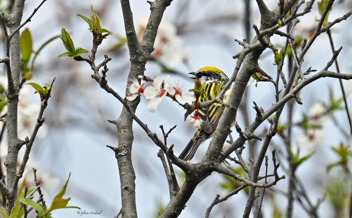 Chestnut-sided Warbler - ML620635754