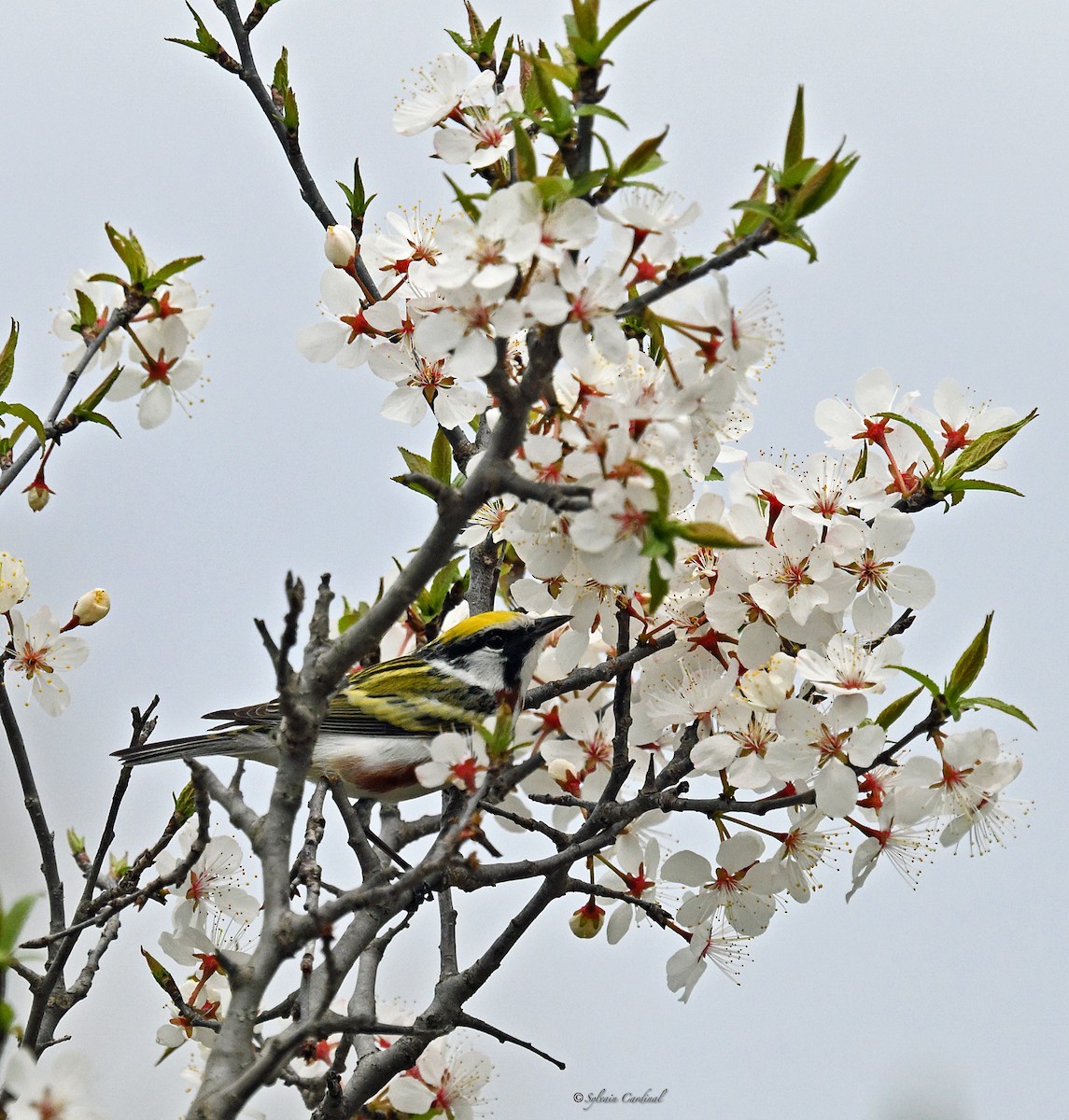 Chestnut-sided Warbler - ML620635755