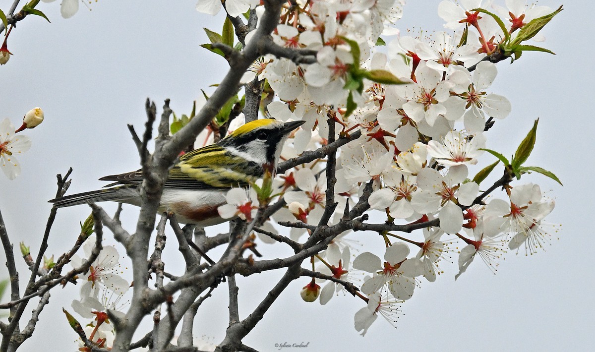 Chestnut-sided Warbler - ML620635756