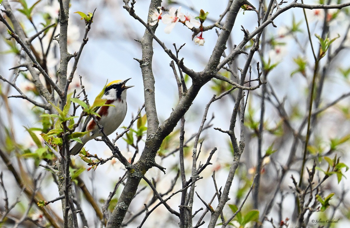 Chestnut-sided Warbler - ML620635758