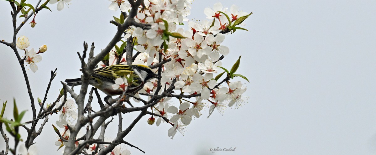 Chestnut-sided Warbler - ML620635761