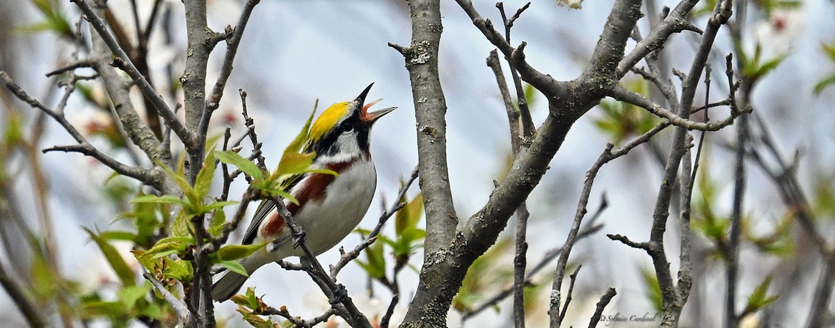 Chestnut-sided Warbler - ML620635762