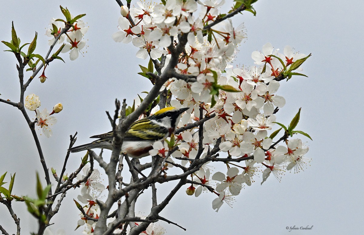 Chestnut-sided Warbler - ML620635763