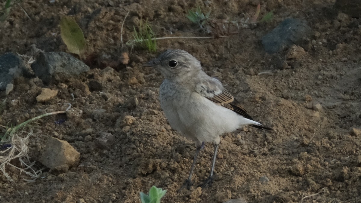 Northern Wheatear - ML620635764