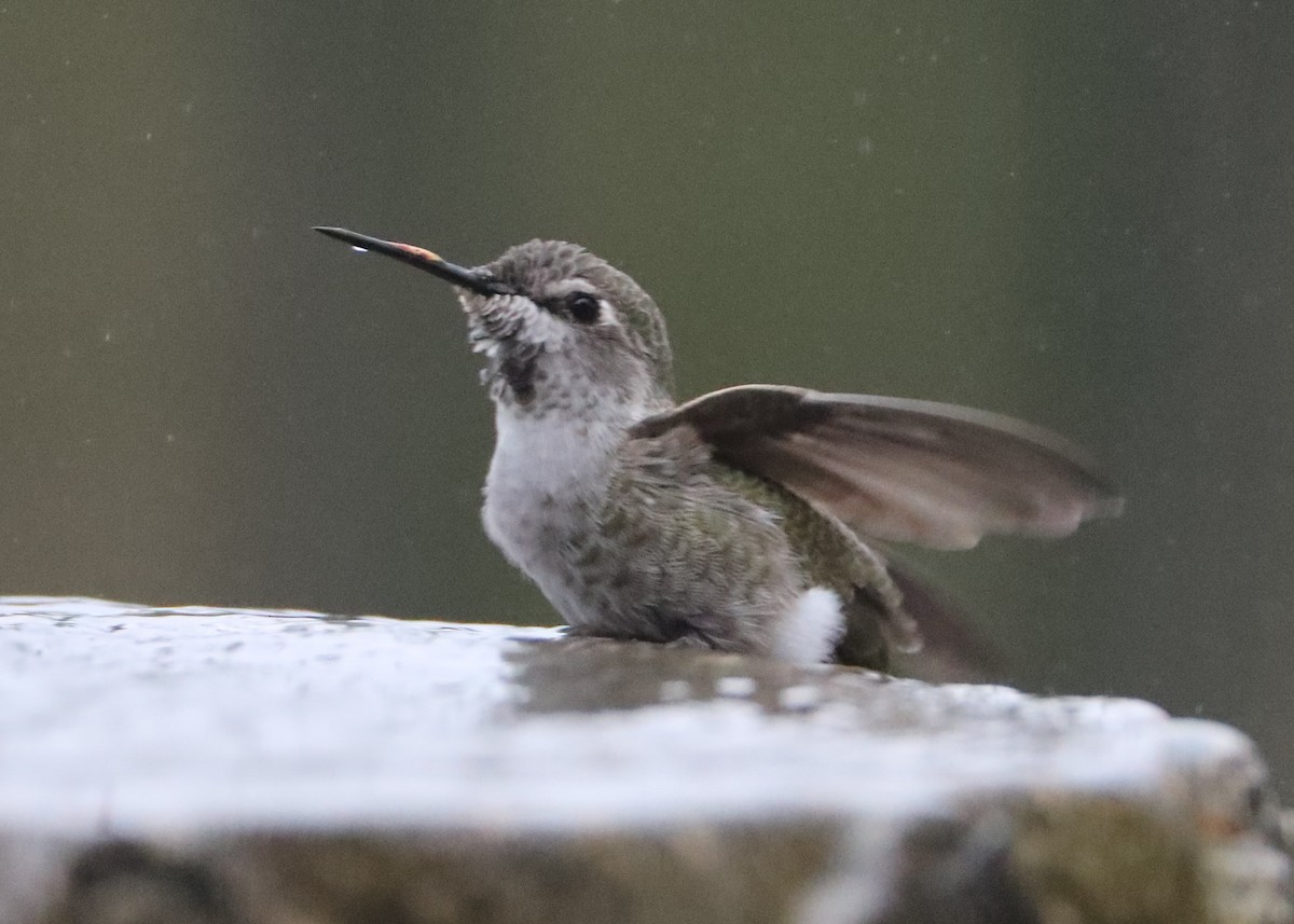 rødmaskekolibri - ML620635765