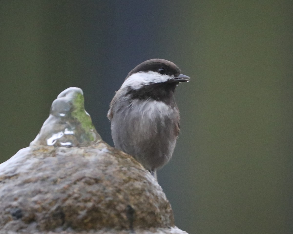 Chestnut-backed Chickadee - ML620635768