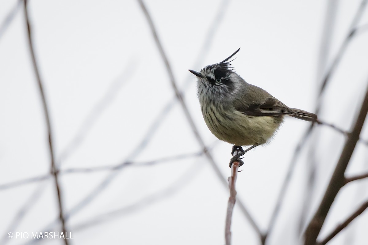 Tufted Tit-Tyrant - ML620635772