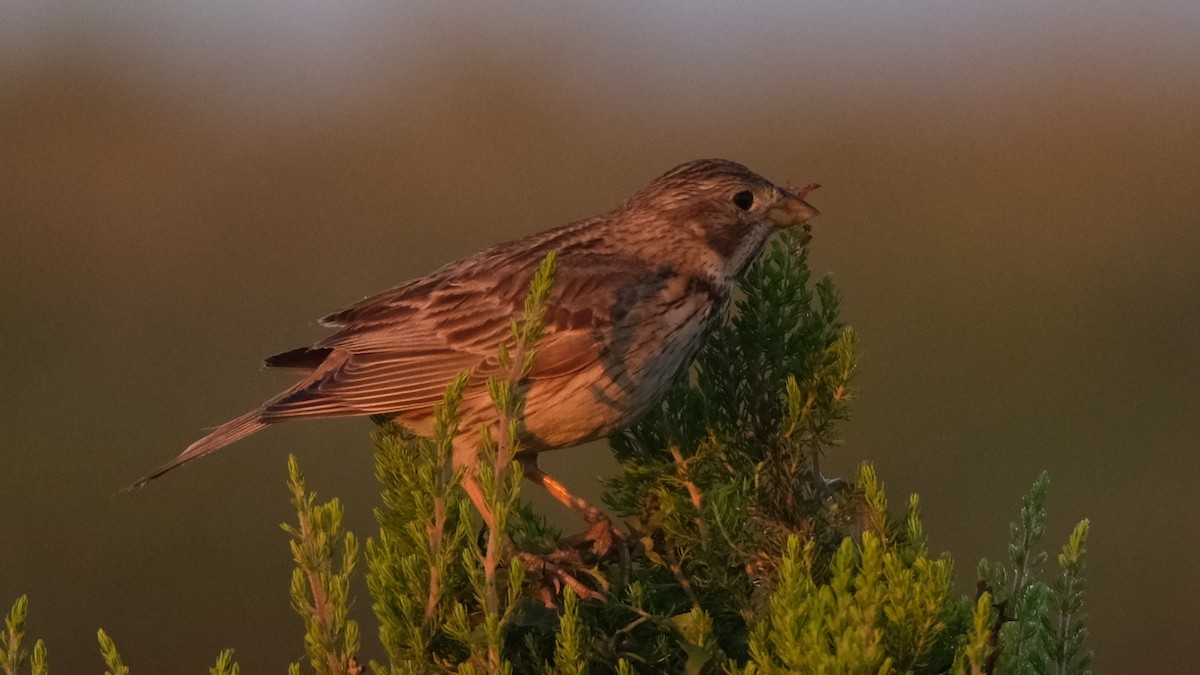 Corn Bunting - ML620635773