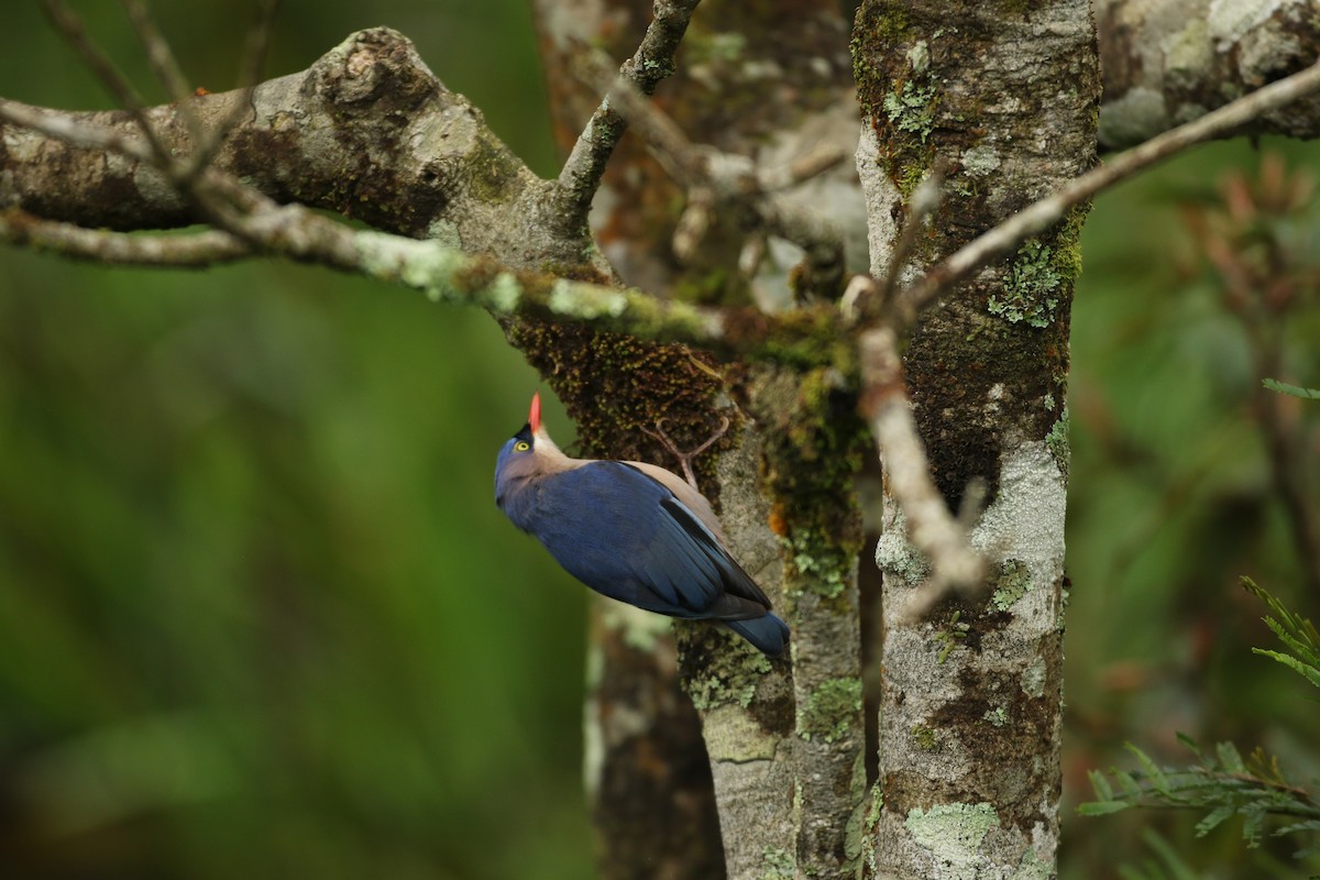 Velvet-fronted Nuthatch - ML620635775