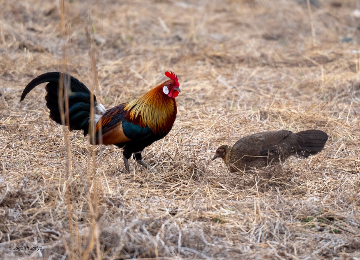 Red Junglefowl - ML620635776