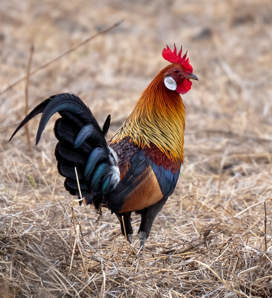 Red Junglefowl - ML620635777