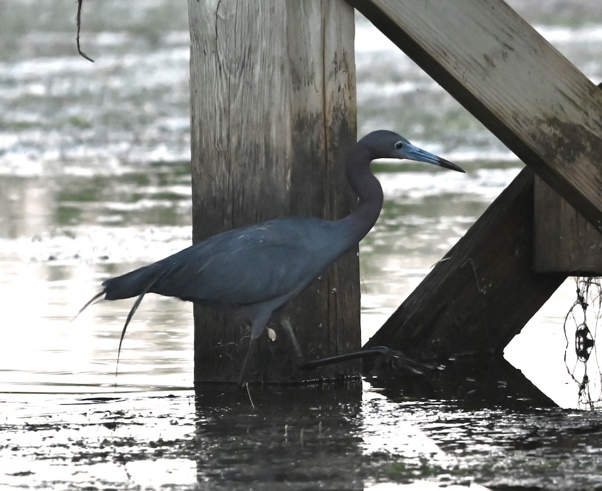 Little Blue Heron - ML620635782