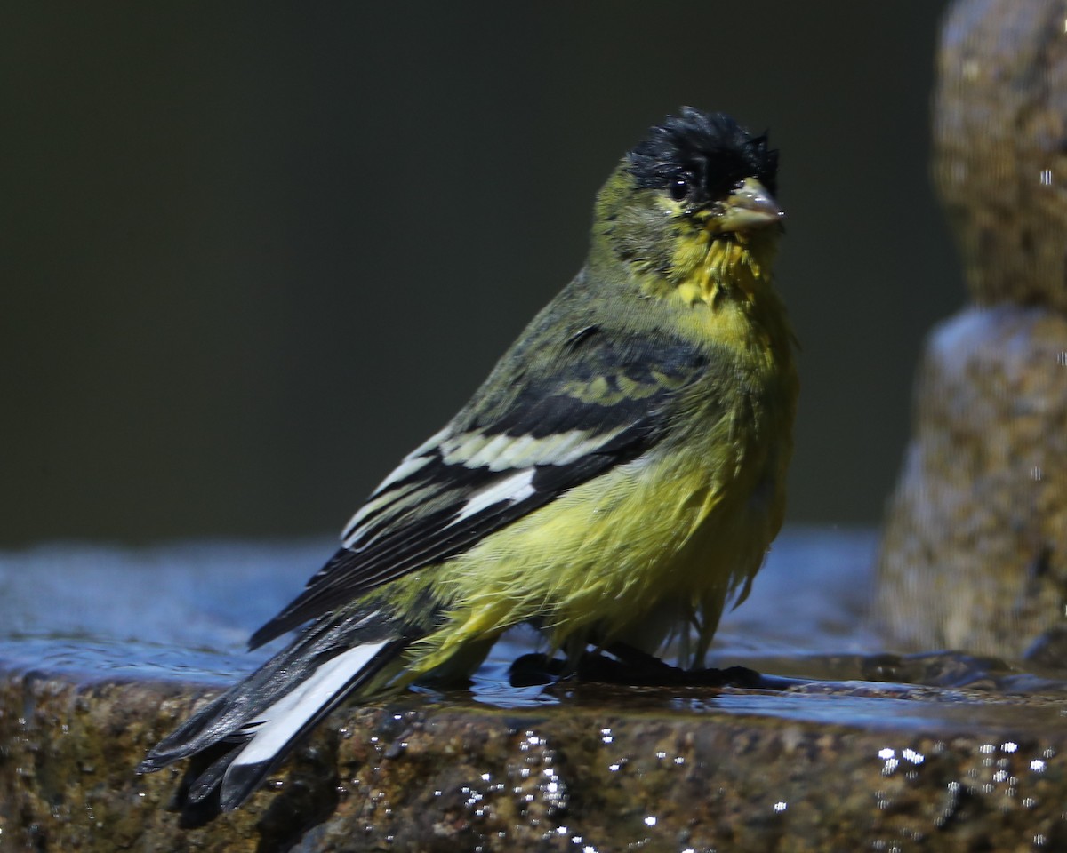 Lesser Goldfinch - ML620635783