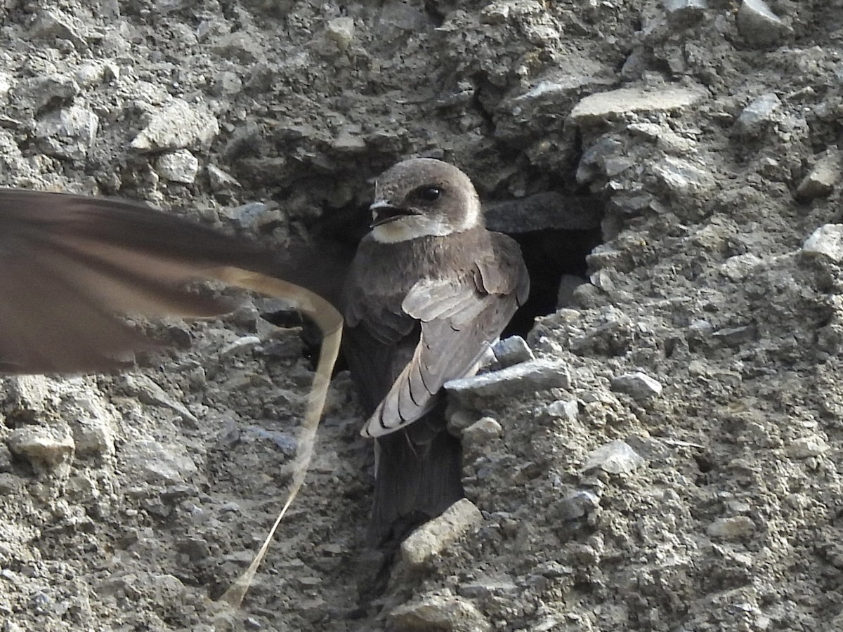 Bank Swallow - ML620635784