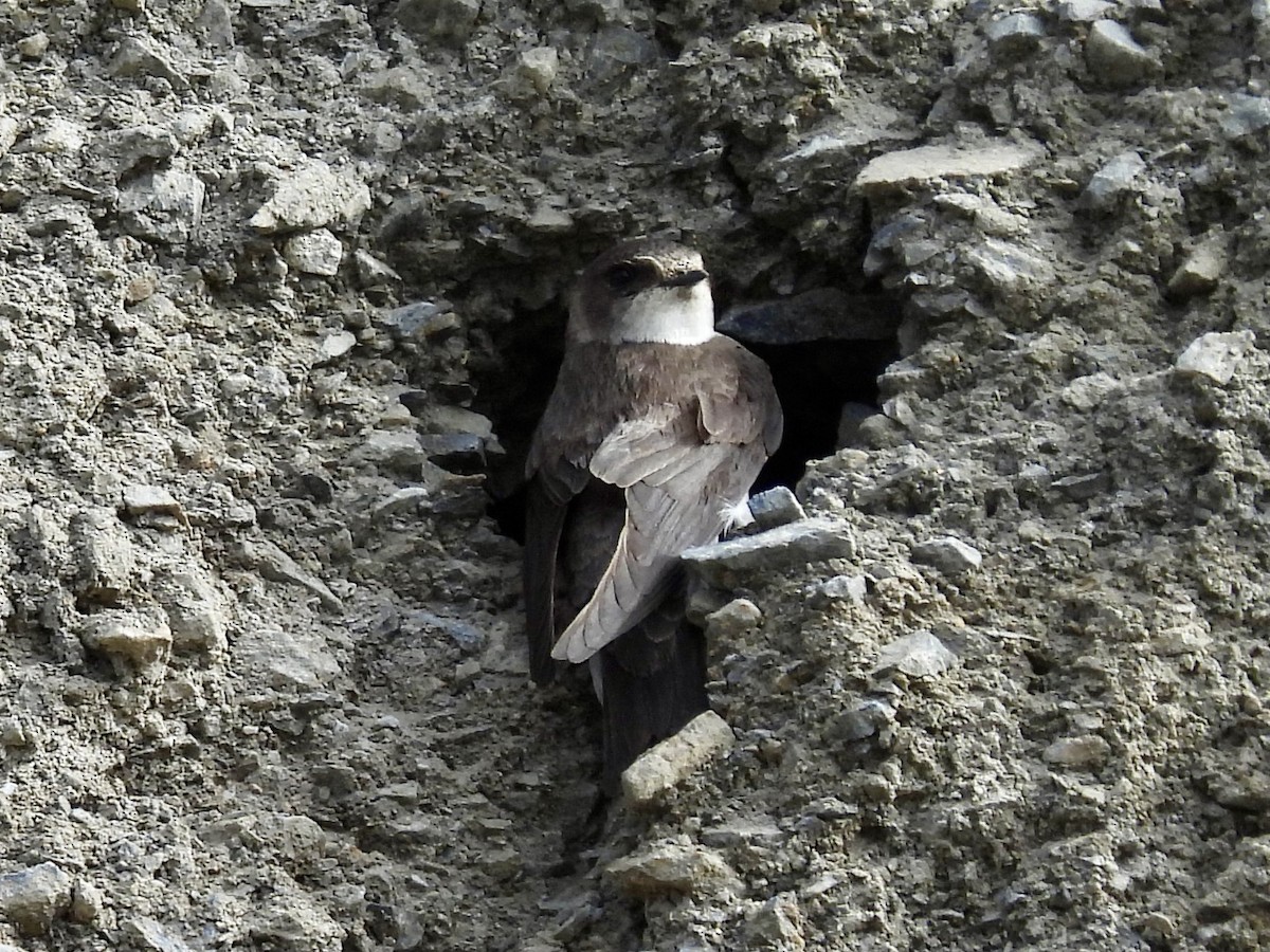 Bank Swallow - ML620635785