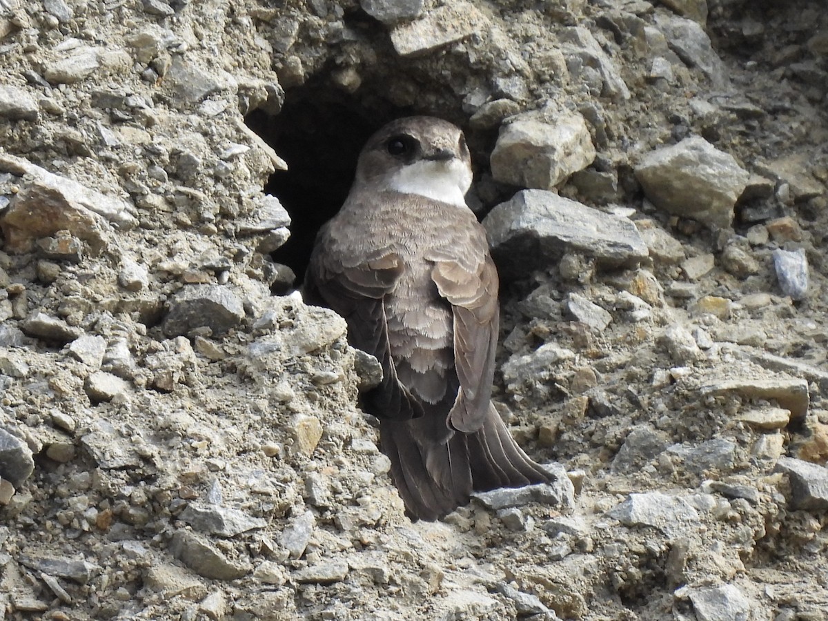 Bank Swallow - ML620635787