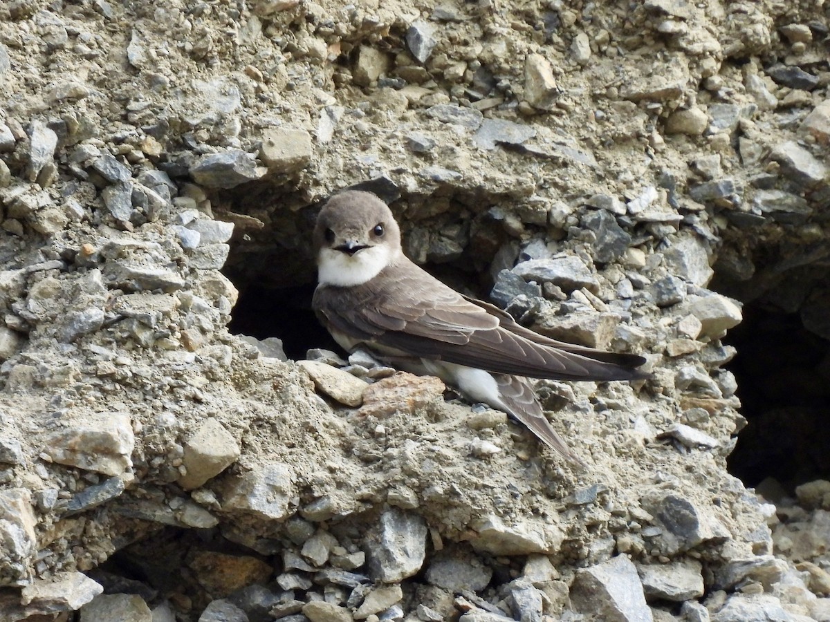 Bank Swallow - ML620635789