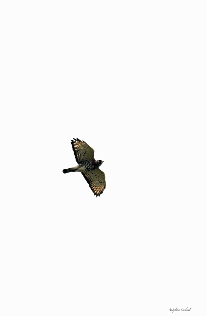 Broad-winged Hawk - ML620635791