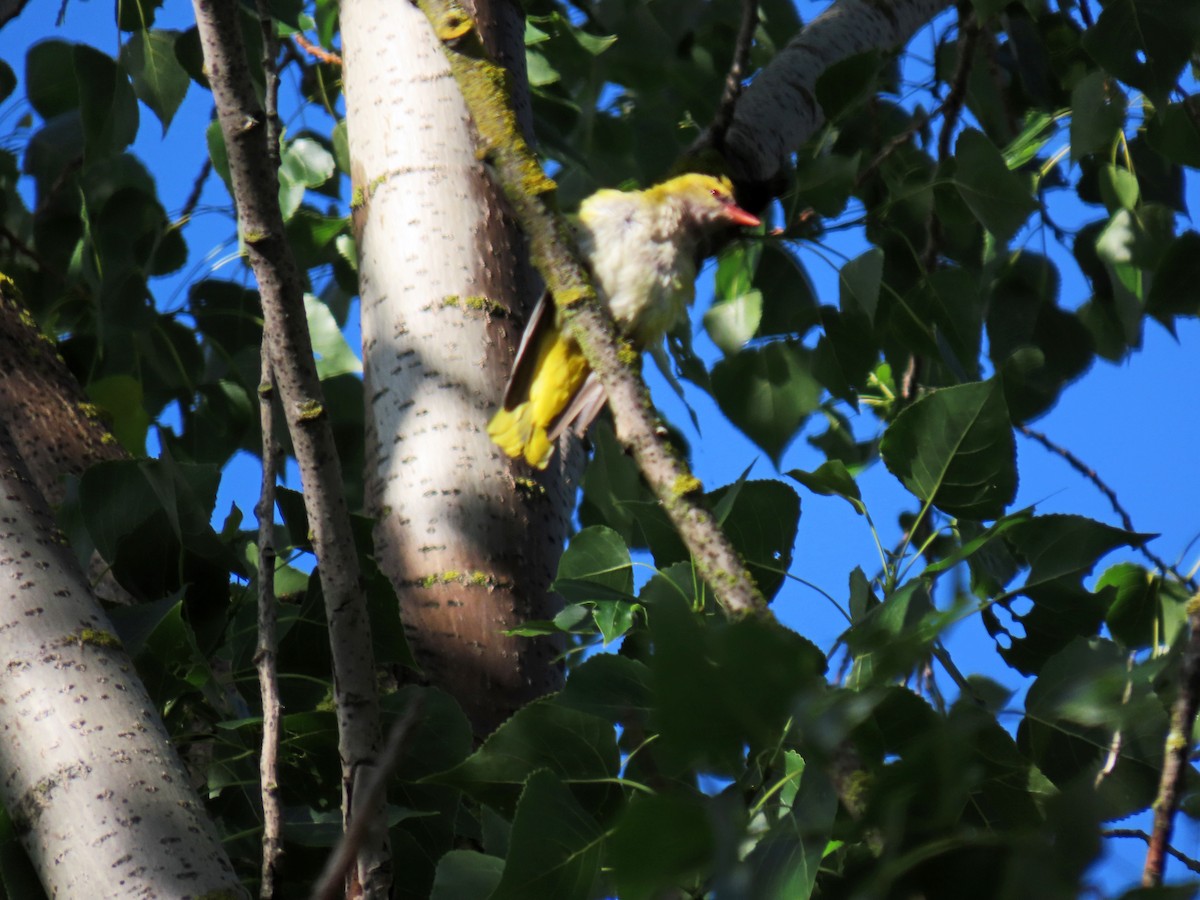 Eurasian Golden Oriole - ML620635792