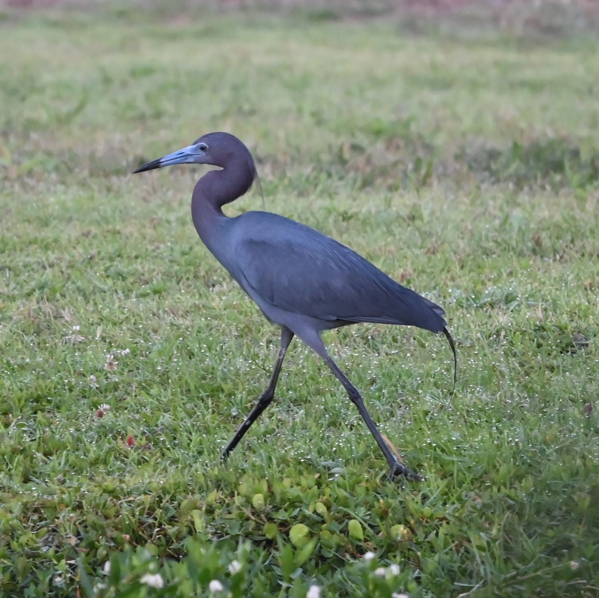 Little Blue Heron - ML620635793