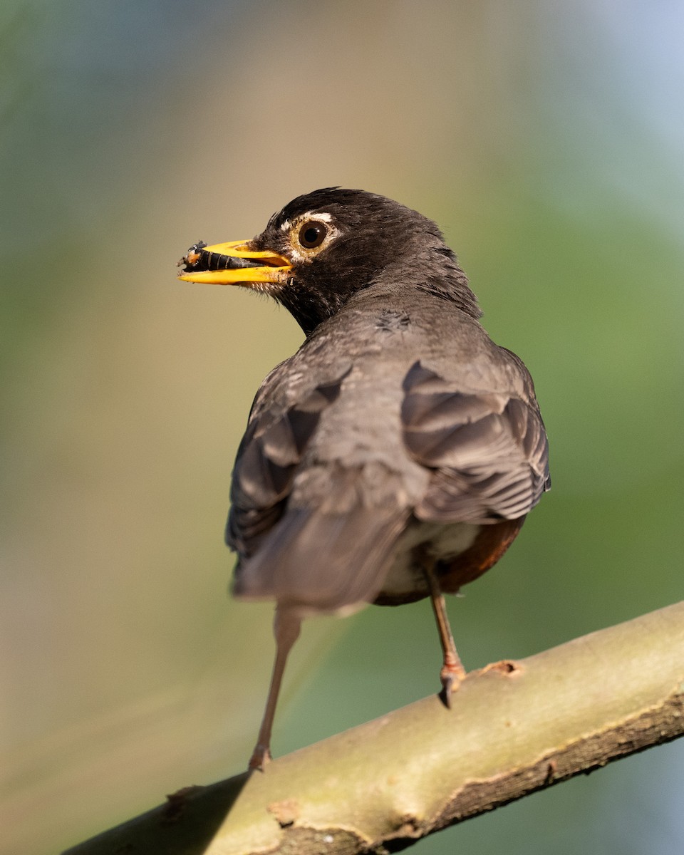 American Robin - ML620635794