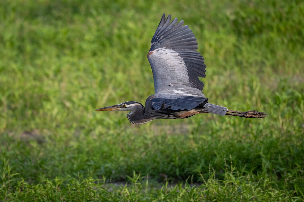 Great Blue Heron - ML620635796