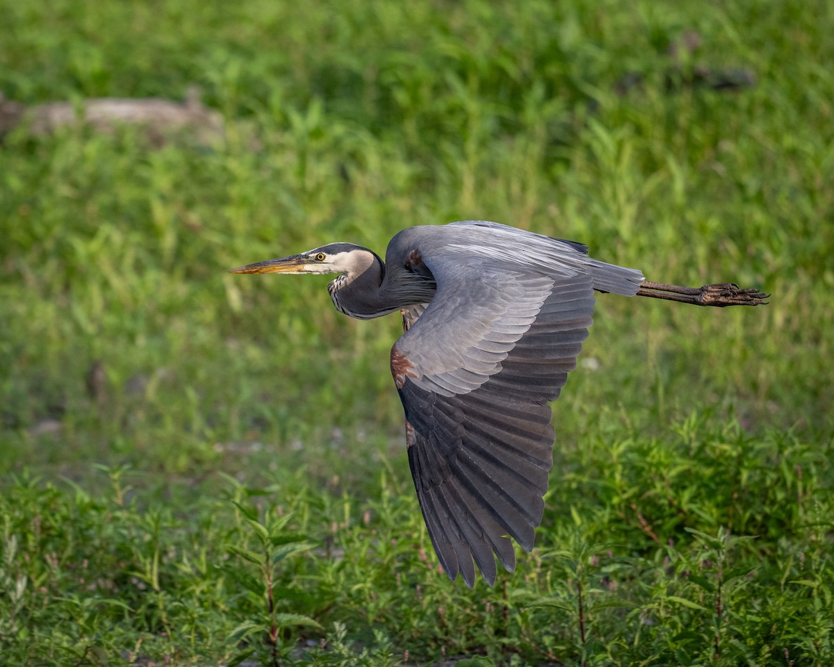 Great Blue Heron - ML620635797