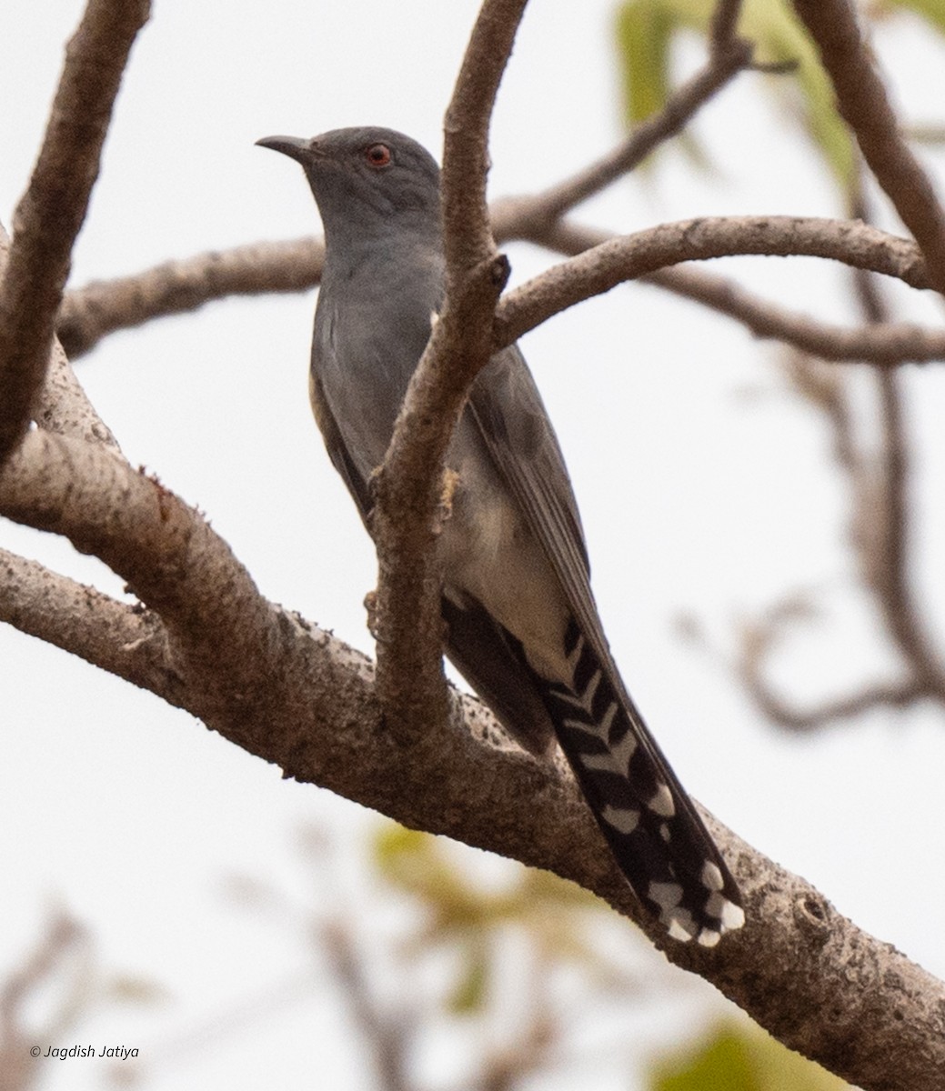 Gray-bellied Cuckoo - Jagdish Jatiya