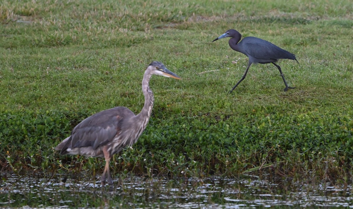 Little Blue Heron - ML620635803