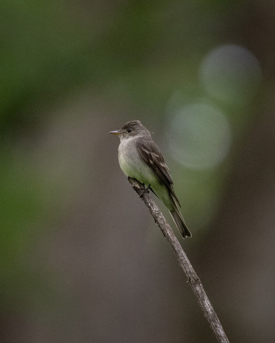 Eastern Wood-Pewee - ML620635807