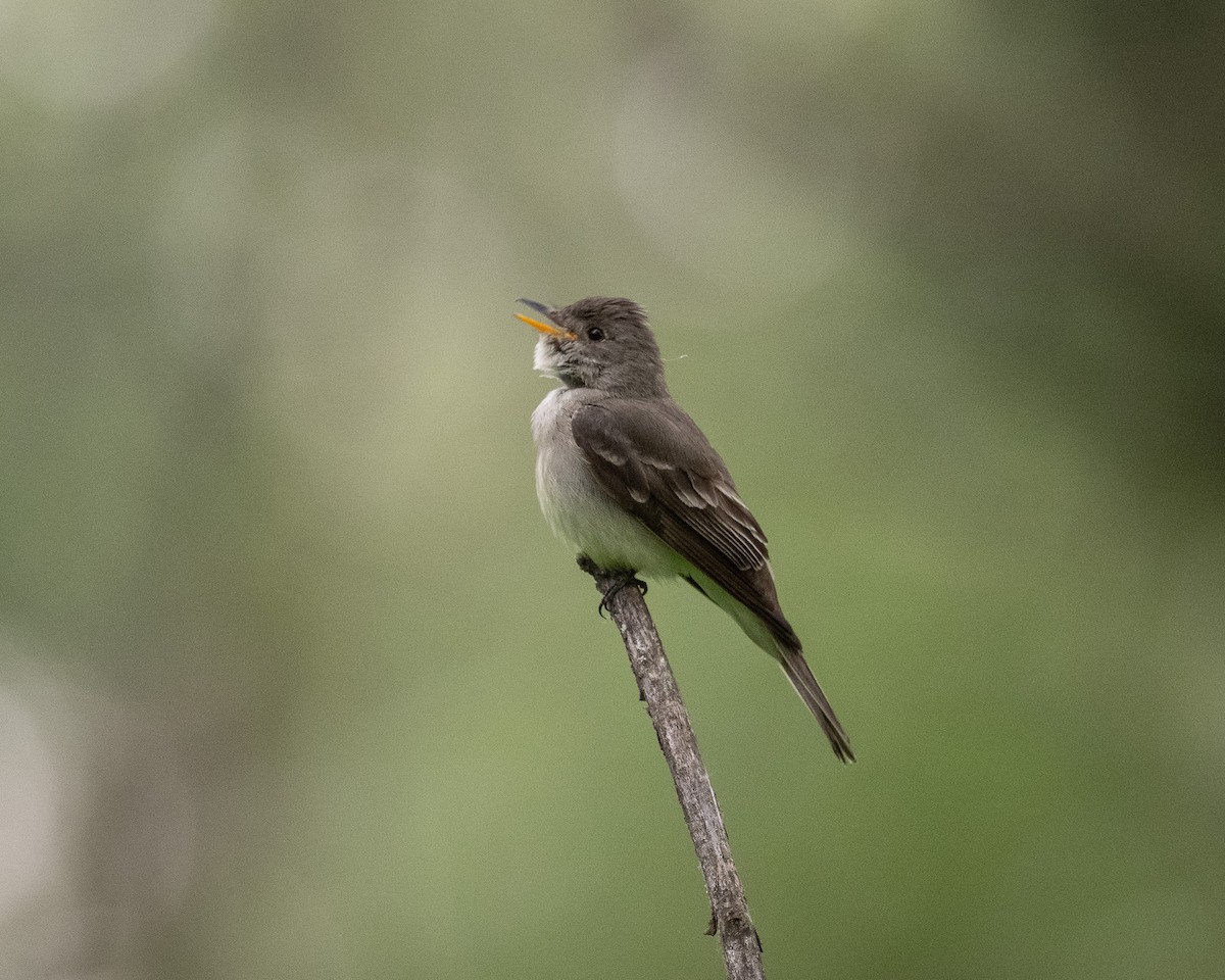 Eastern Wood-Pewee - ML620635808