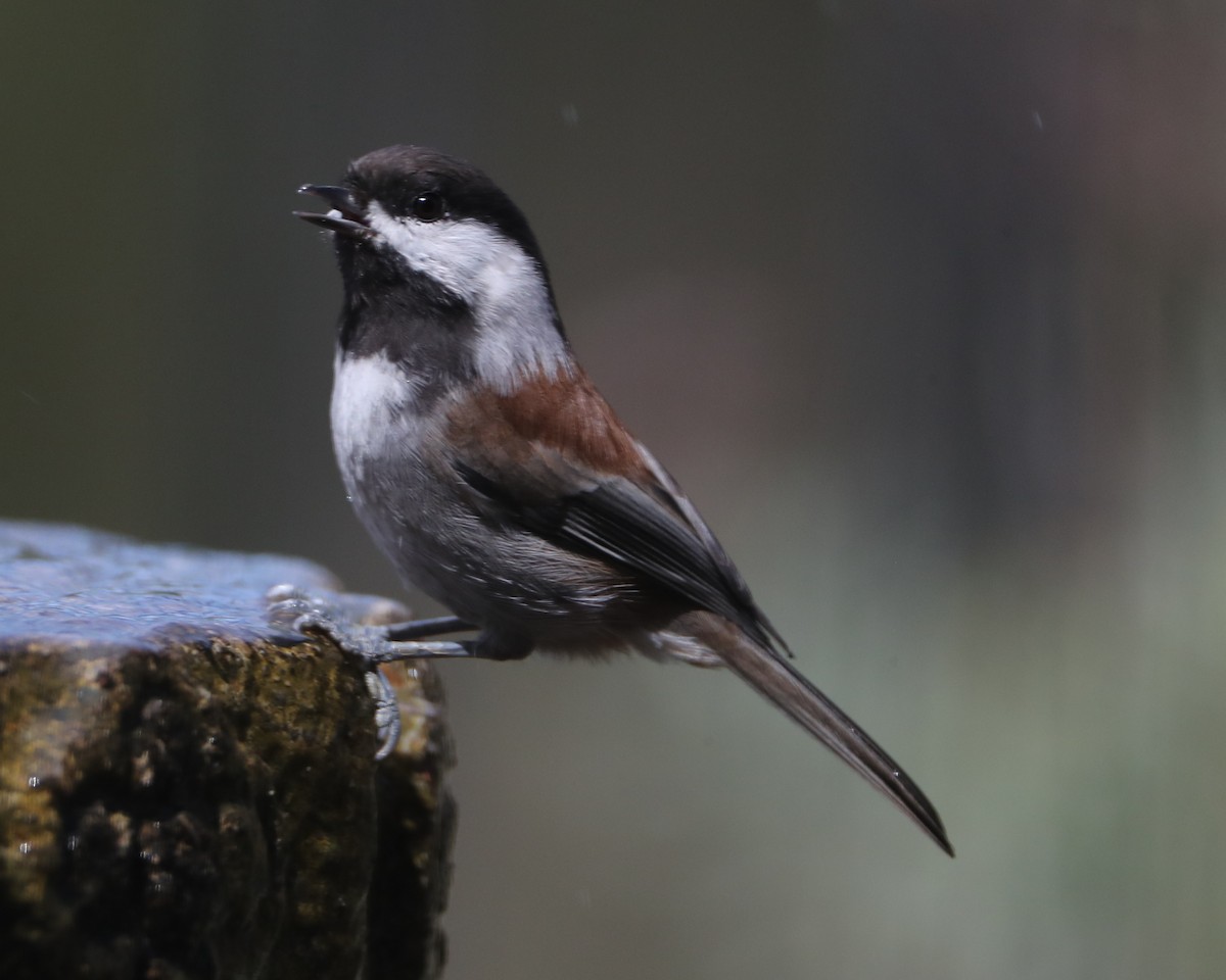 Chestnut-backed Chickadee - ML620635810