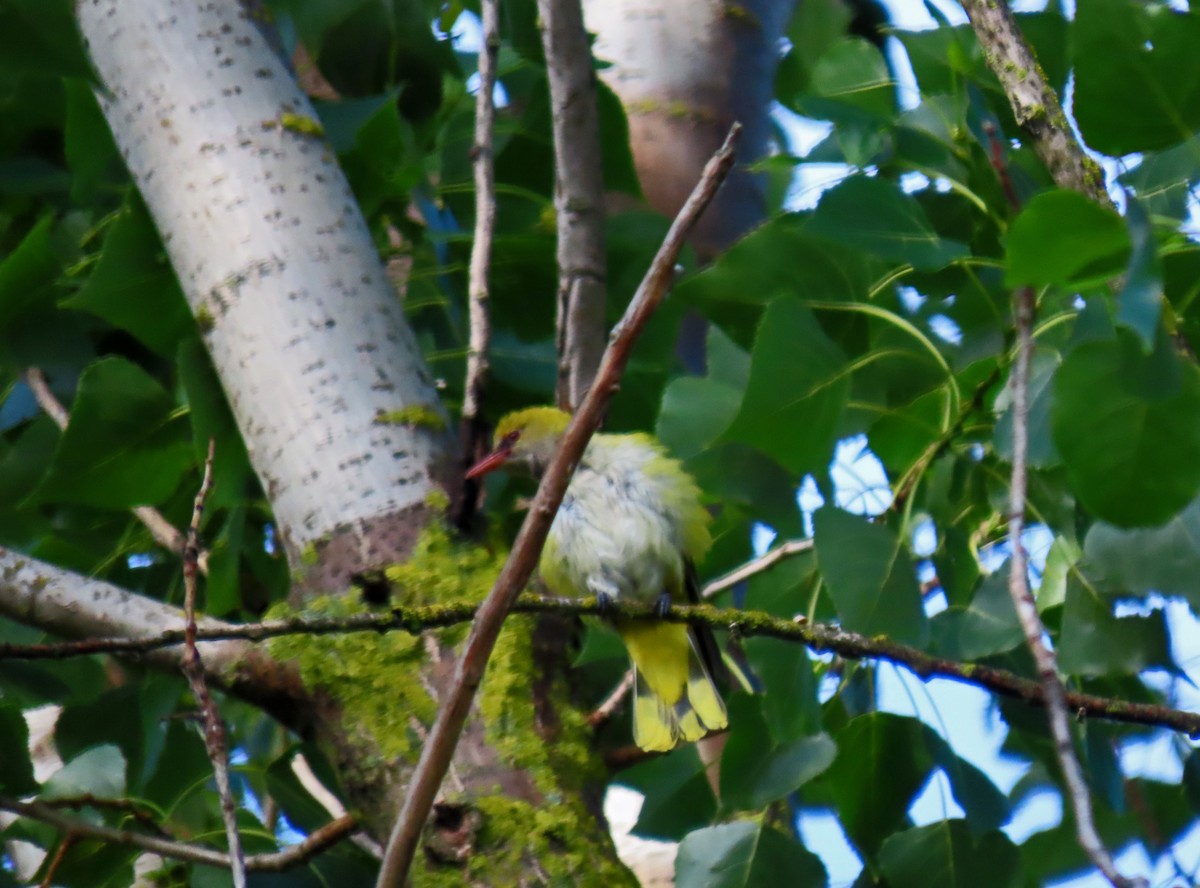 Eurasian Golden Oriole - ML620635811