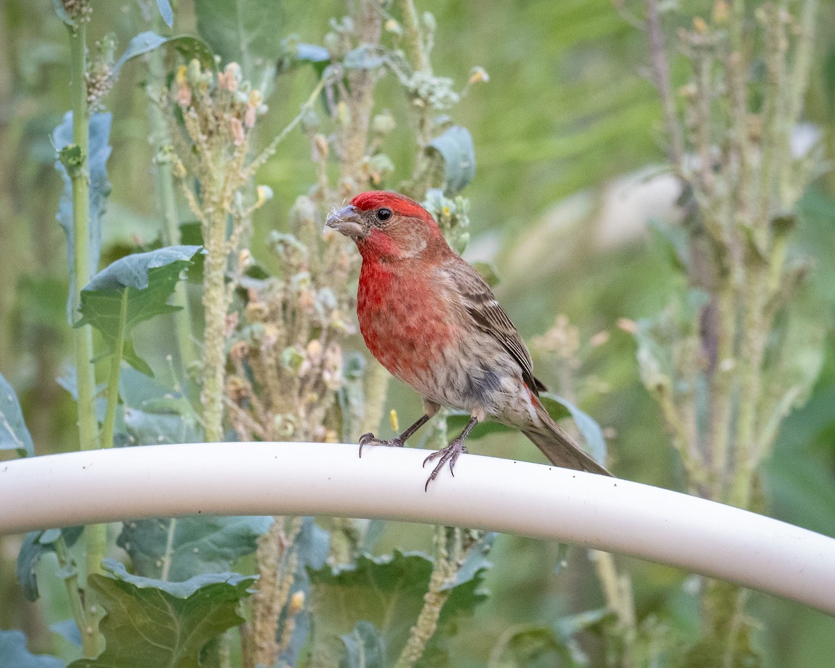 House Finch - ML620635813