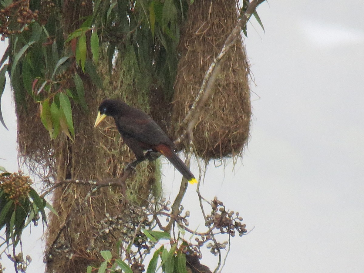 Crested Oropendola - ML620635814