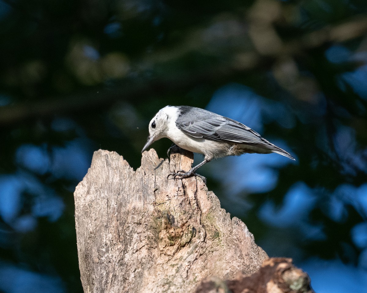 White-breasted Nuthatch - ML620635816