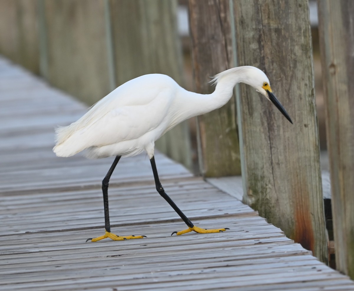 Snowy Egret - ML620635819