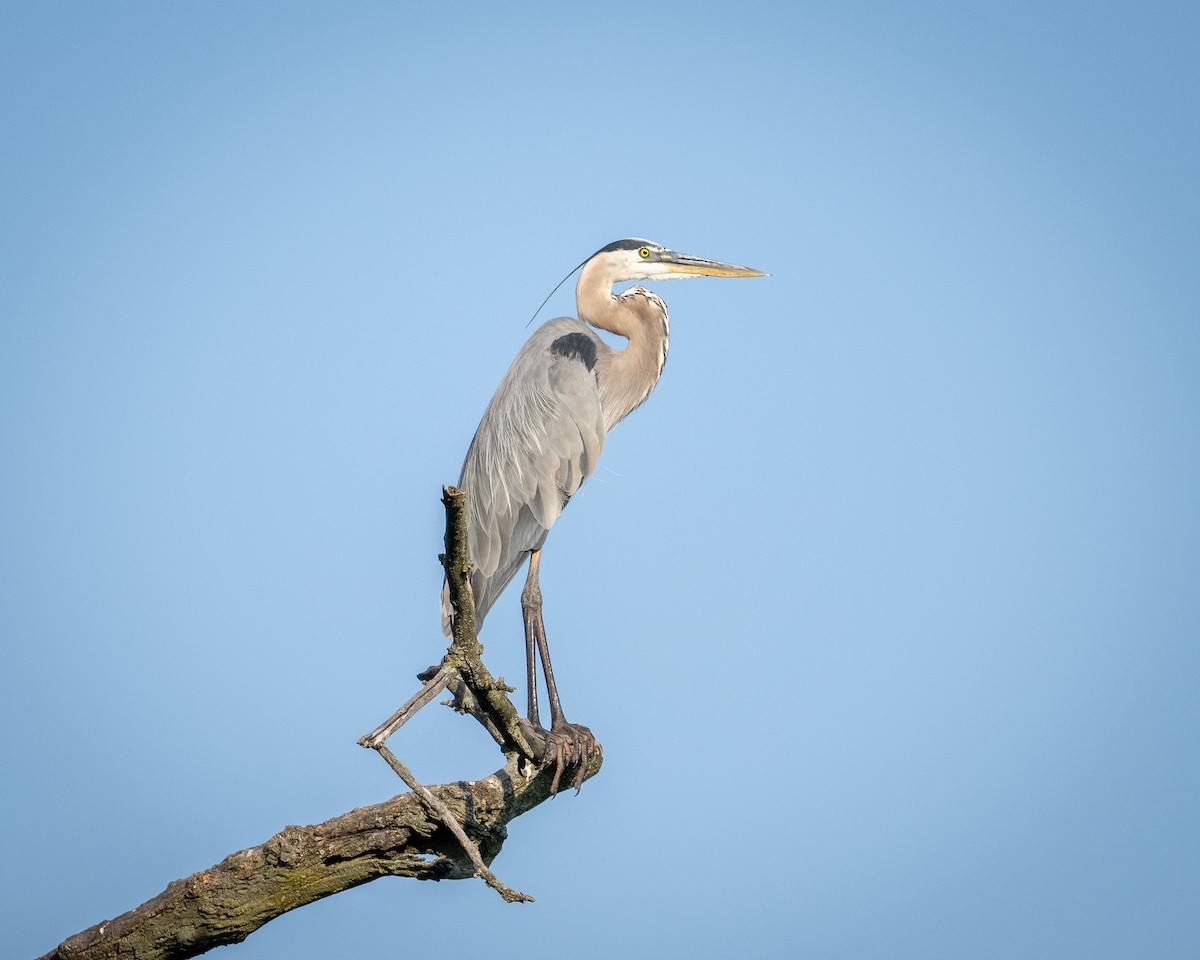 Great Blue Heron - ML620635820