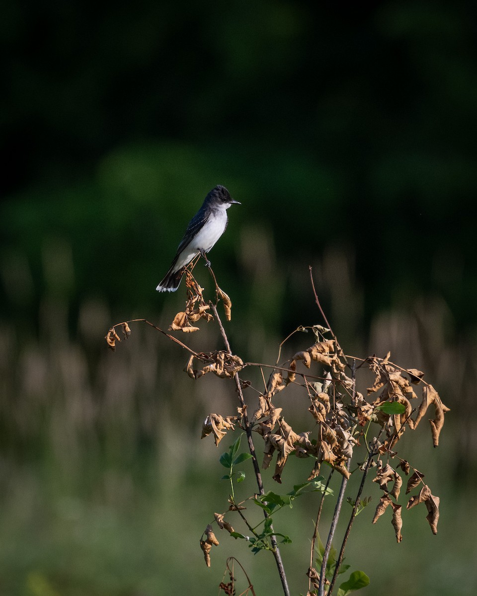 Eastern Kingbird - ML620635822