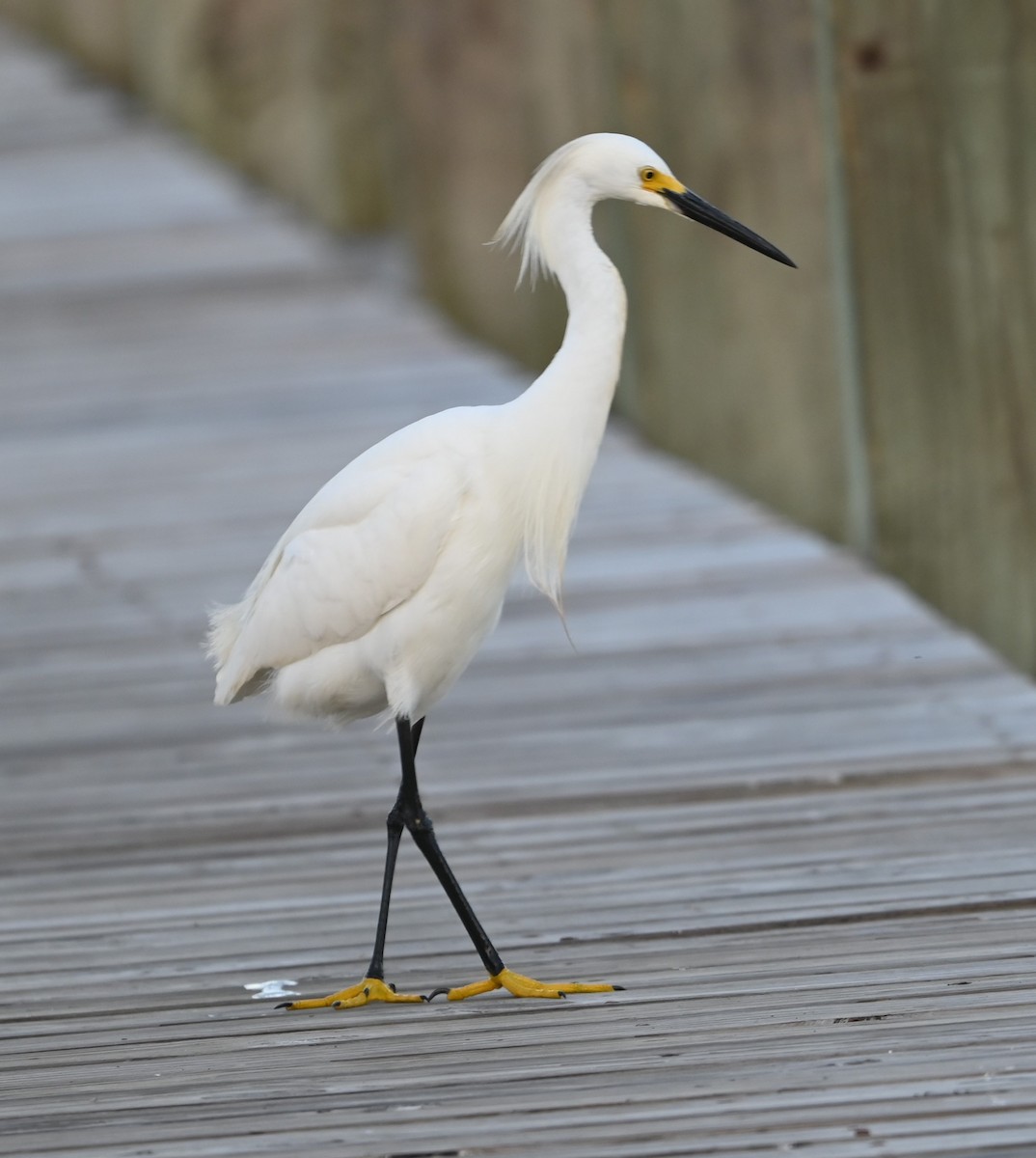 Snowy Egret - ML620635824