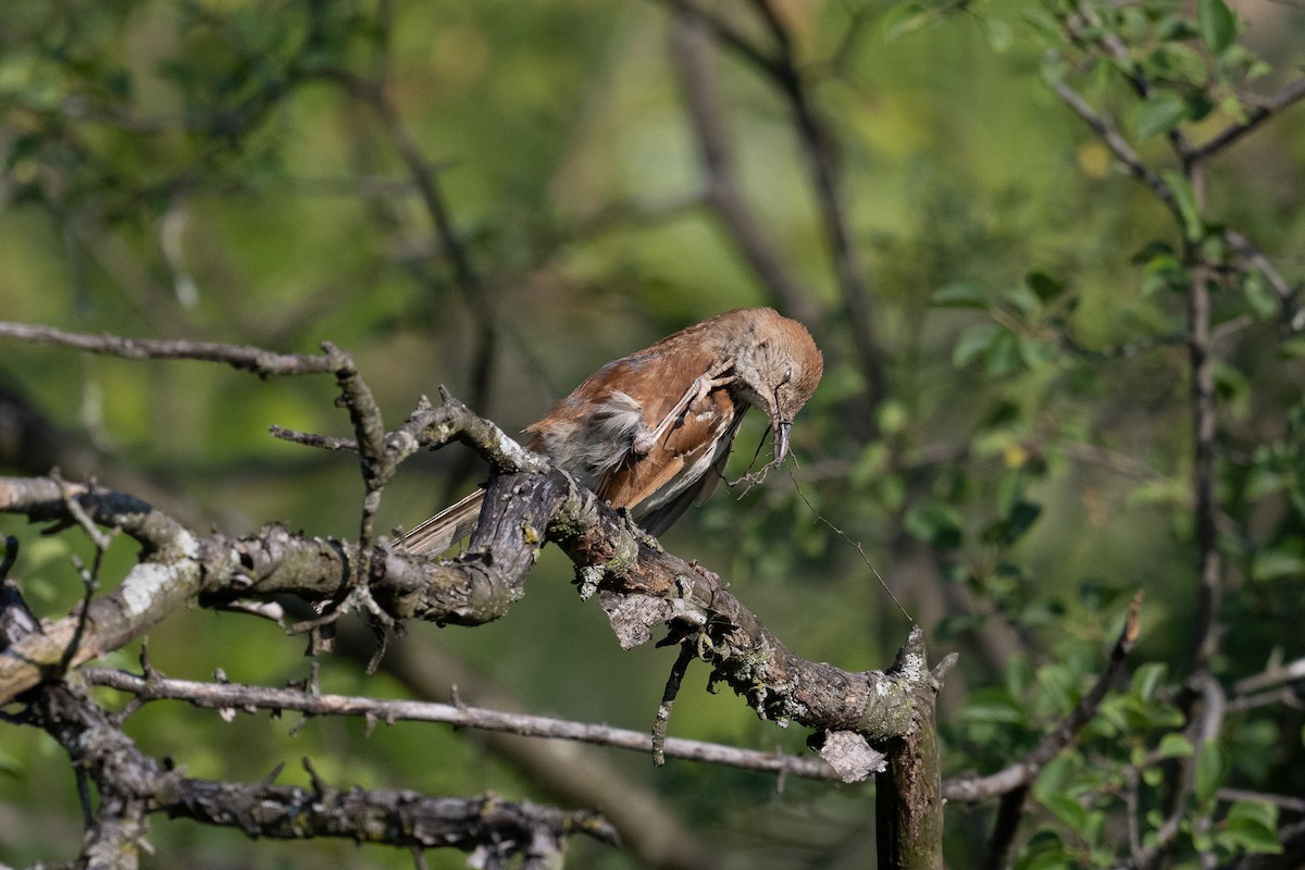 Brown Thrasher - ML620635825