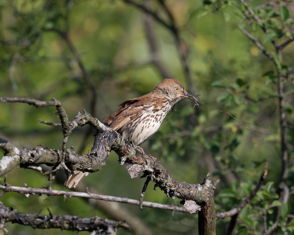 Brown Thrasher - ML620635826