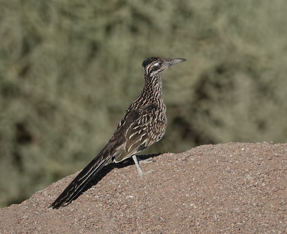 Greater Roadrunner - ML620635828