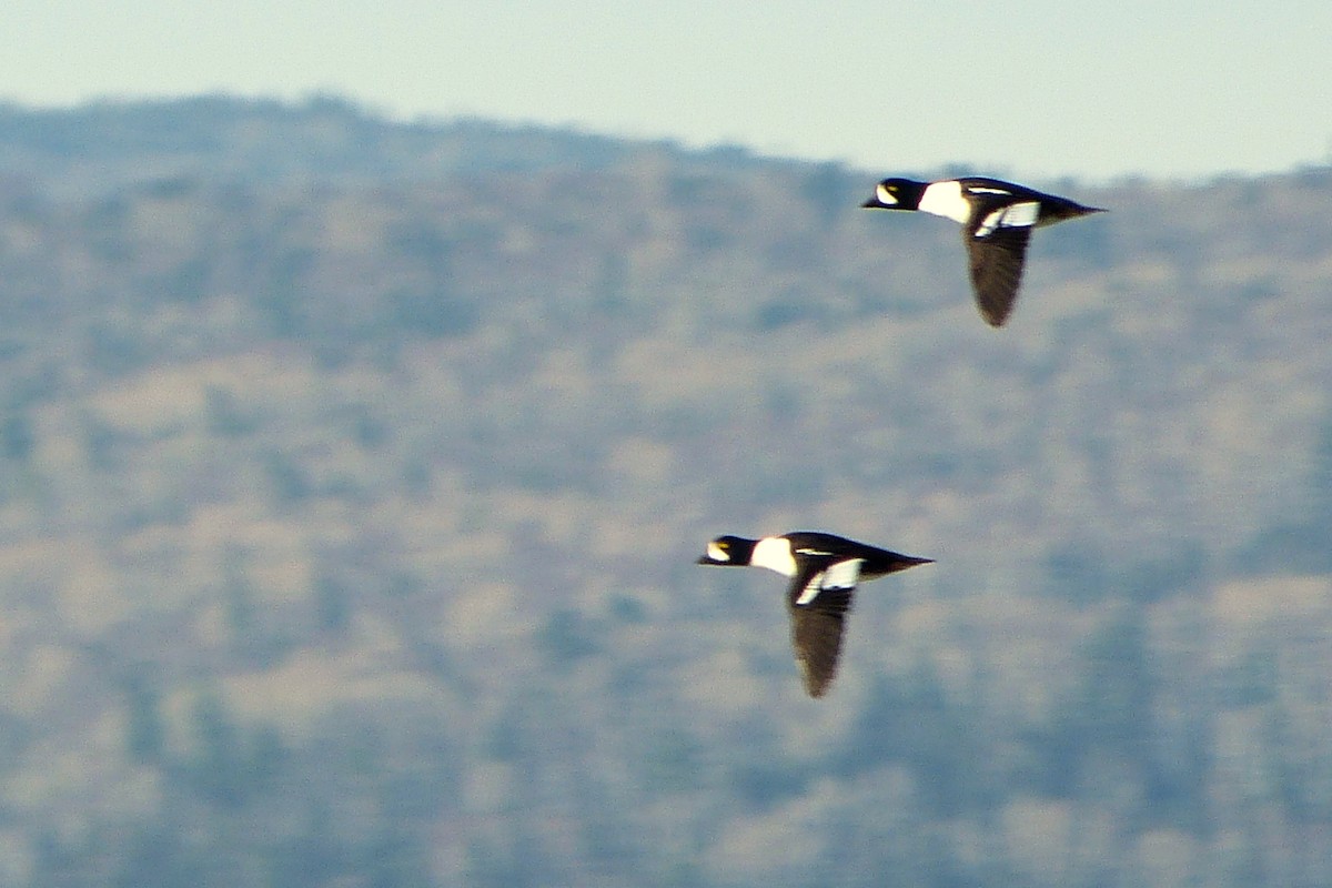 Barrow's Goldeneye - ML620635831