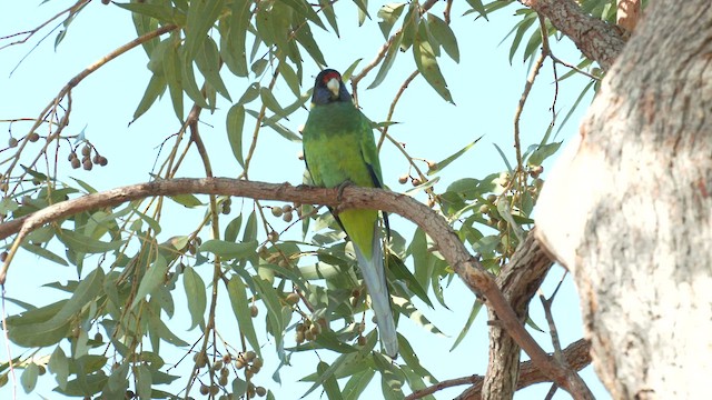 Perico de Port Lincoln (semitorquatus) - ML620635832