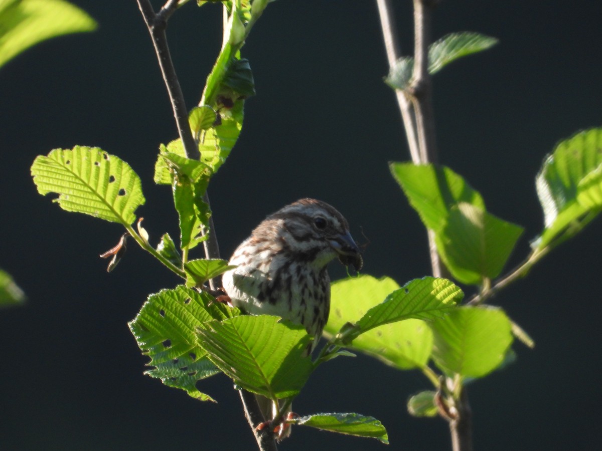 Song Sparrow - ML620635835