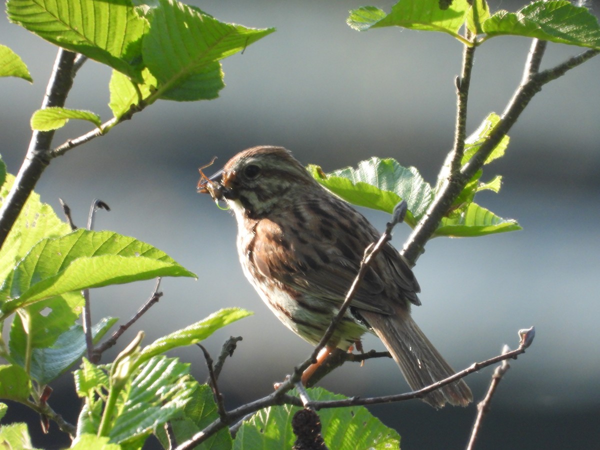 Song Sparrow - ML620635836