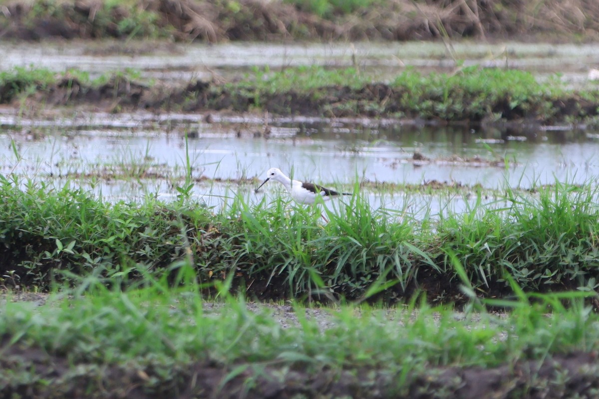 Pied Stilt - ML620635839