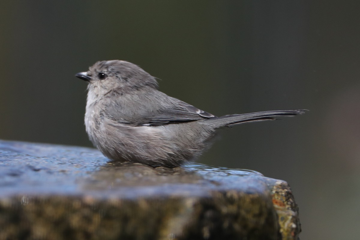 Bushtit - ML620635844